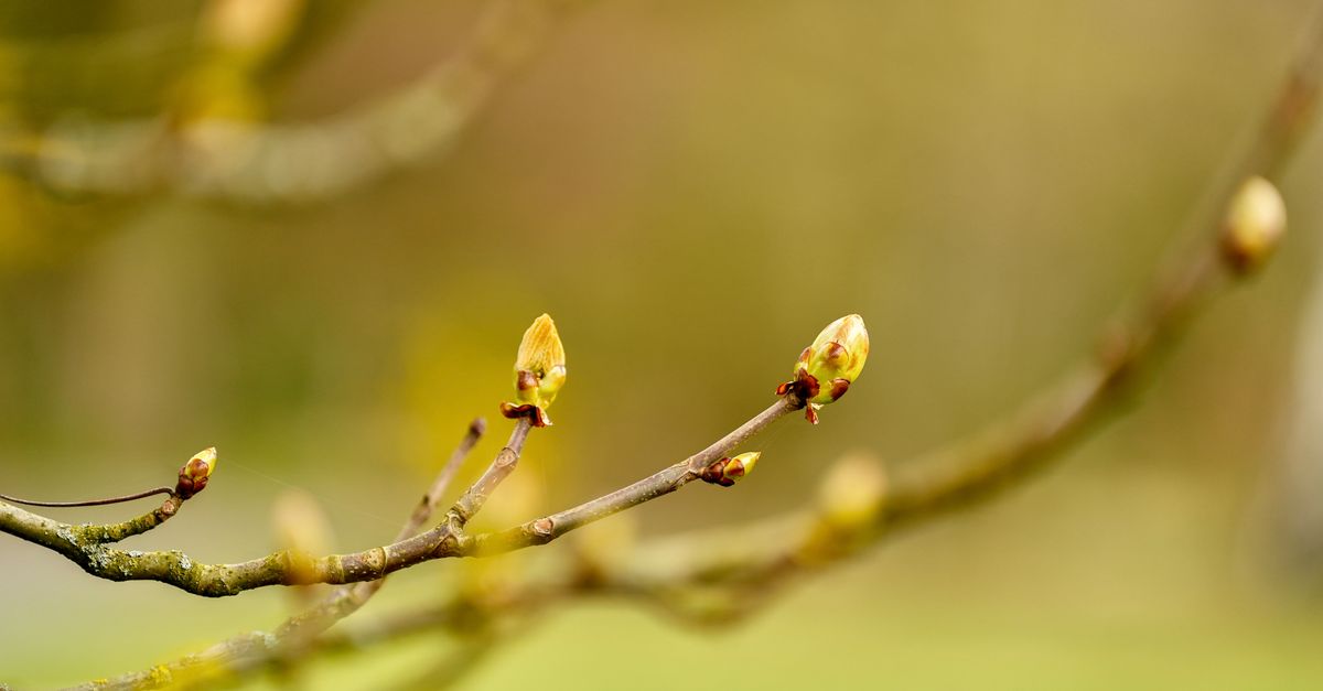 Photo by Mariya Muschard on Pexels