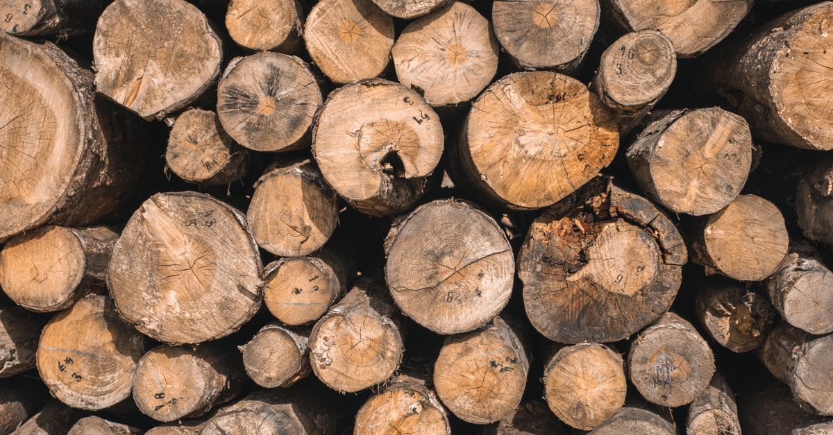 Photo by Yasin Onuş on Pexels